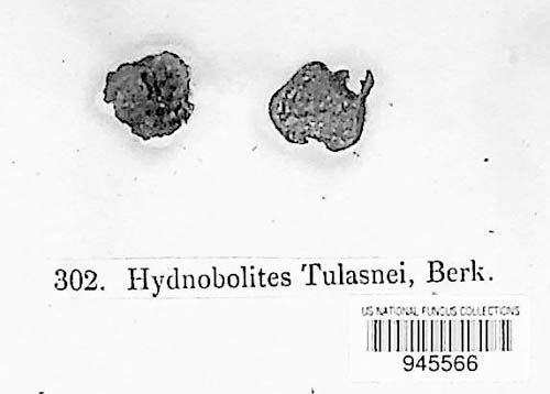 Hydnobolites image